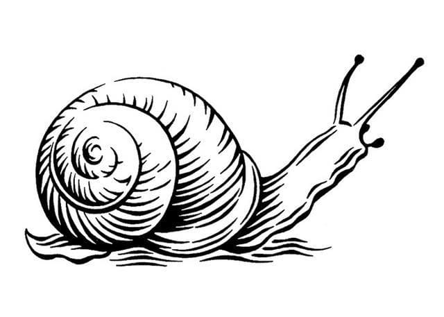 Page de coloriage Escargot #177400, collection Animaux, à imprimer et colorier