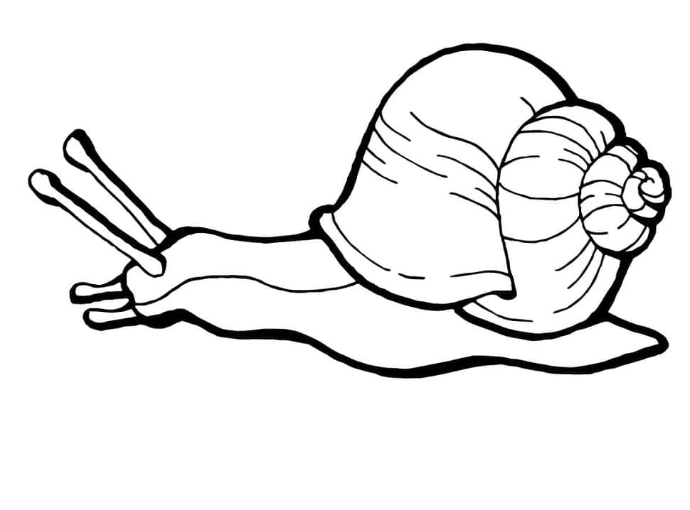 Coloriage Escargot #217007 à imprimer gratuitement, extrait de la collection Animaux