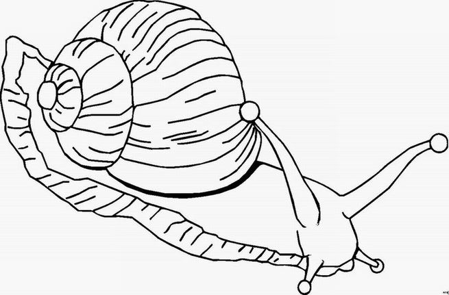 Dessin à colorier: Escargot (Animaux) #6532 - Coloriages à Imprimer Gratuits