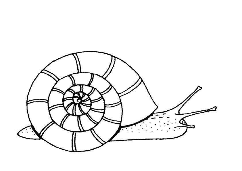 Dessin à colorier: Escargot (Animaux) #6619 - Coloriages à Imprimer Gratuits