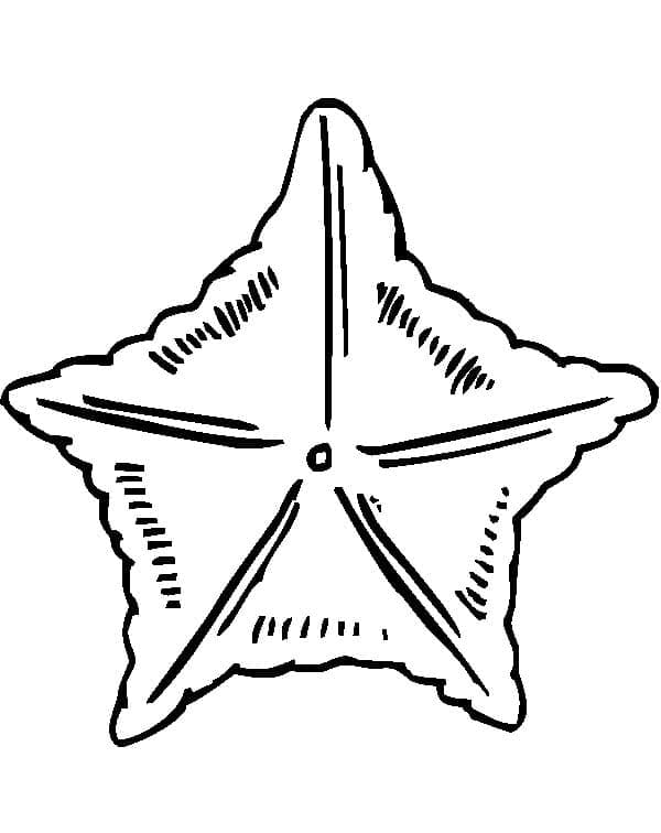 Coloriage à imprimer Étoile de mer #187136 de la série Animaux, gratuit pour enfants et adultes