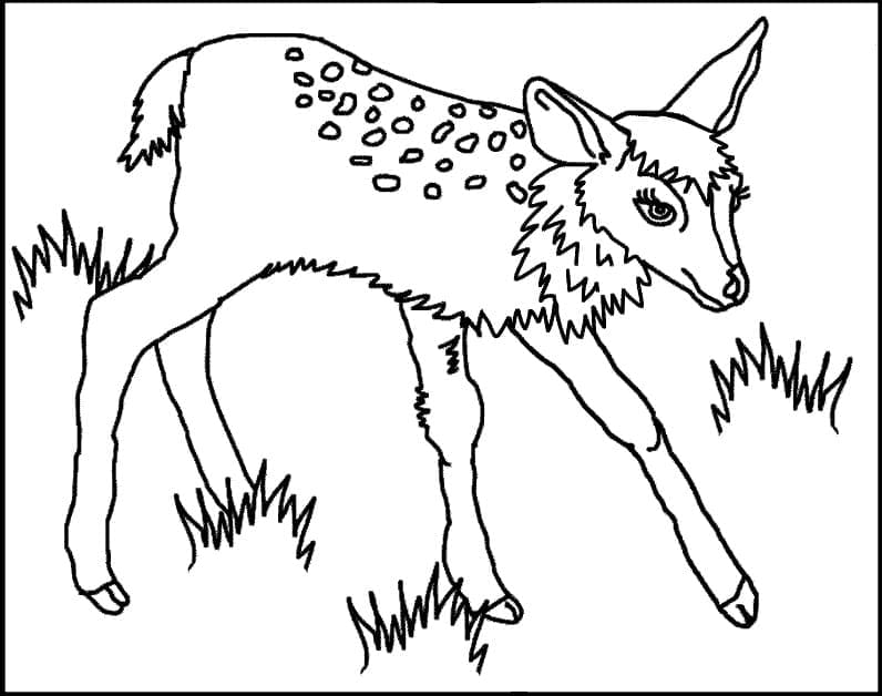 Coloriage gratuit Faon #206073 de la collection Animaux à imprimer