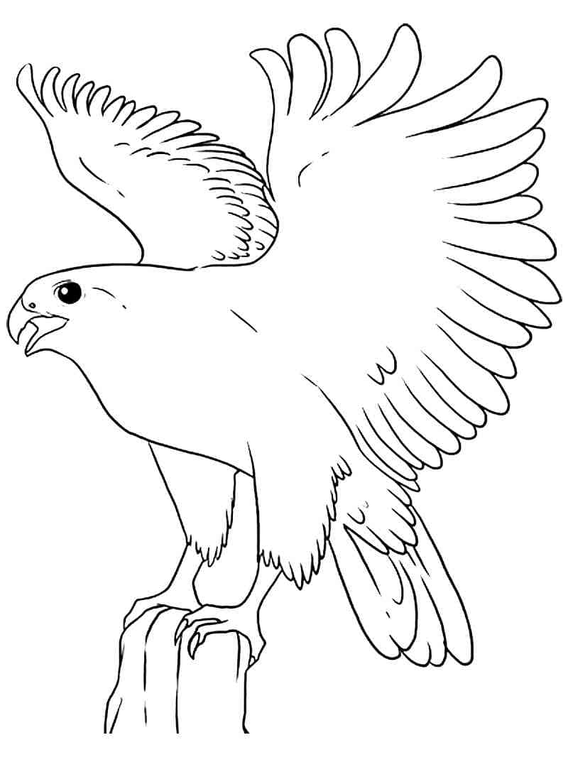 Coloriage gratuit Faucon #205261 de la collection Animaux à imprimer