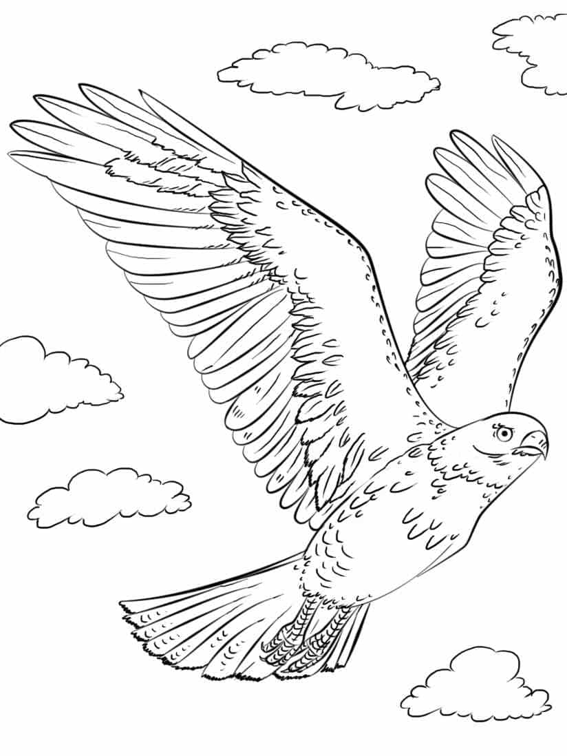 Dessin à colorier: Faucon (Animaux) #205263 - Coloriages à Imprimer Gratuits
