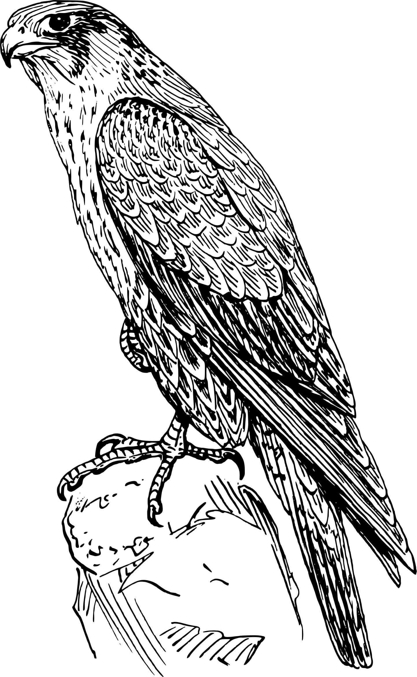 Coloriage Faucon #205277 à imprimer gratuitement, extrait de la collection Animaux
