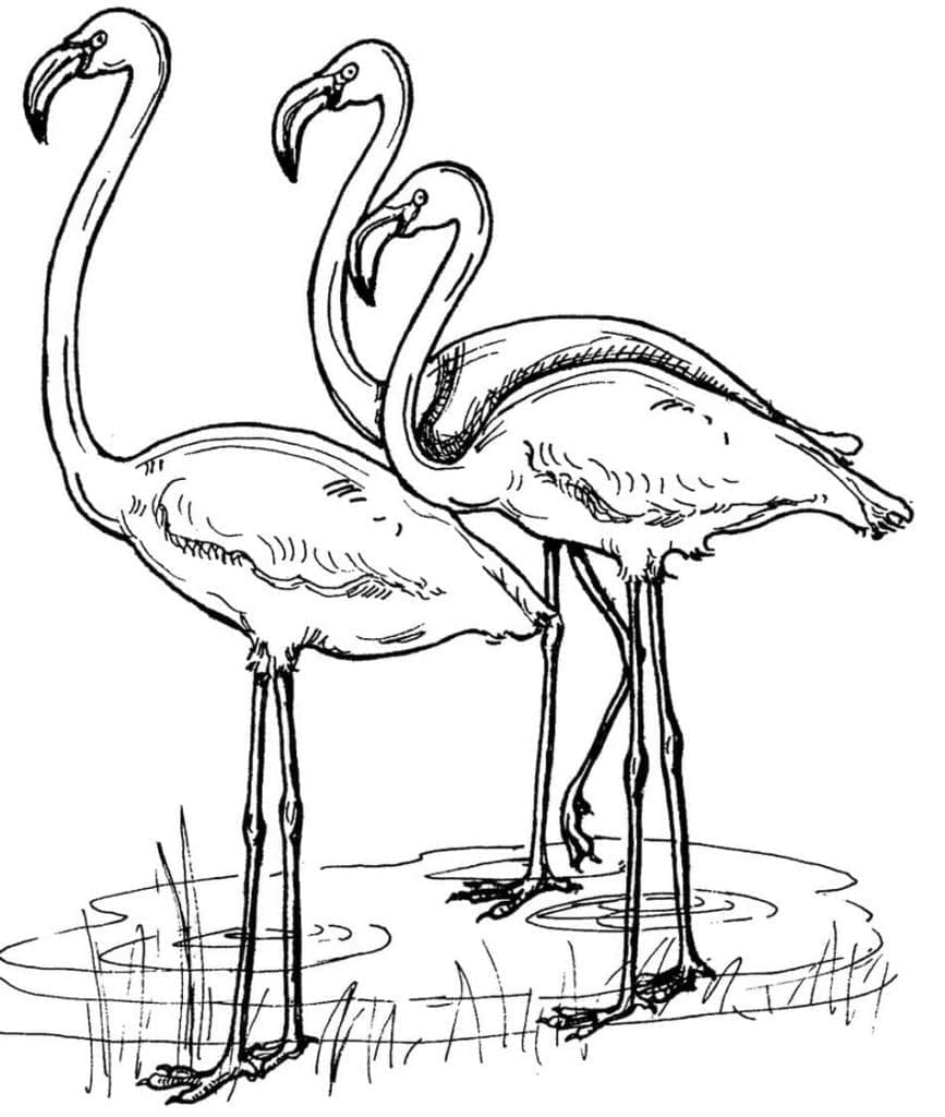 Coloriage gratuit Flamant Rose #198752 de la collection Animaux à imprimer