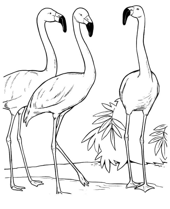 Joli coloriage Flamant Rose #198757 de la collection Animaux, prêt à imprimer pour petits et grands