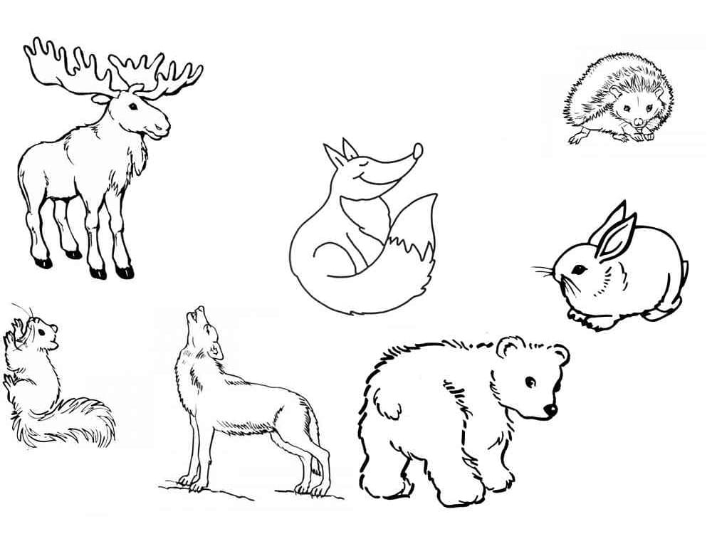 Coloriage gratuit Forêt Animaux #192056 de la collection Animaux à imprimer