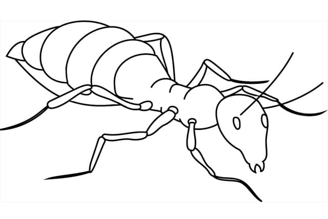 Coloriage gratuit Fourmi #196474 de la collection Animaux à imprimer