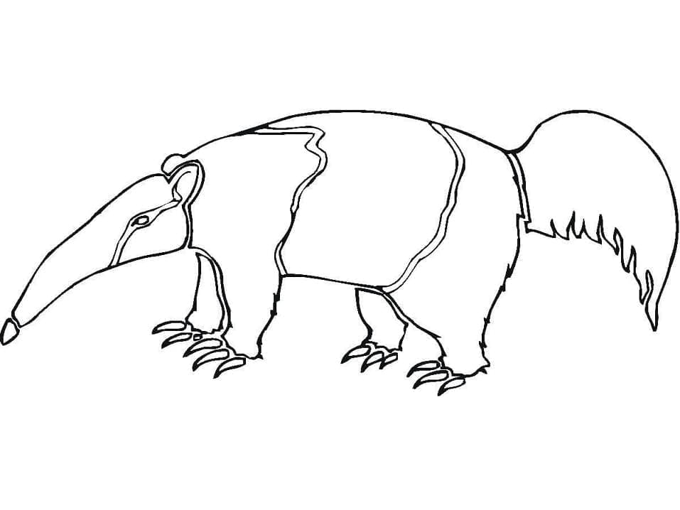 Coloriage gratuit Fourmilier #219649 de la collection Animaux à imprimer