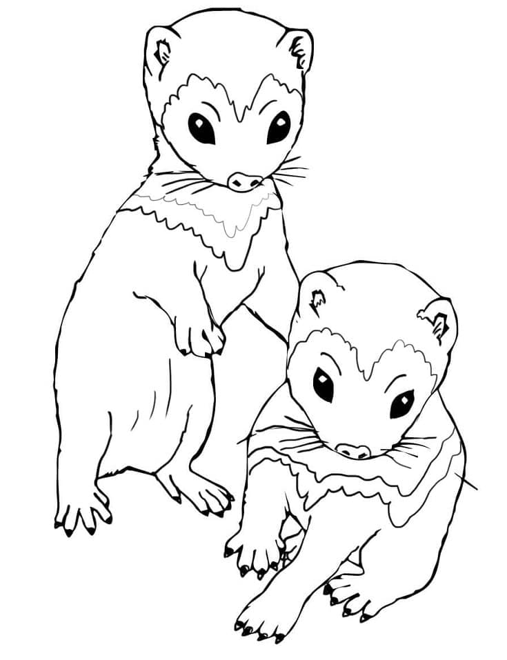 Dessin à colorier: Furet (Animaux) #205384 - Coloriages à Imprimer Gratuits