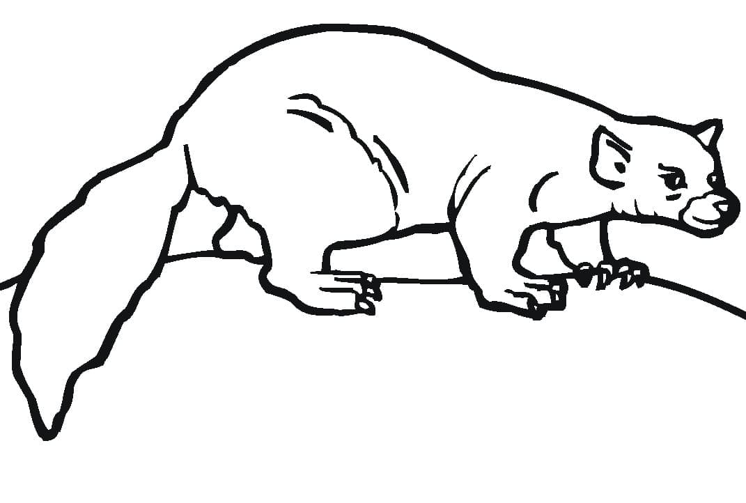 Dessin à colorier: Furet (Animaux) #205386 - Coloriages à Imprimer Gratuits