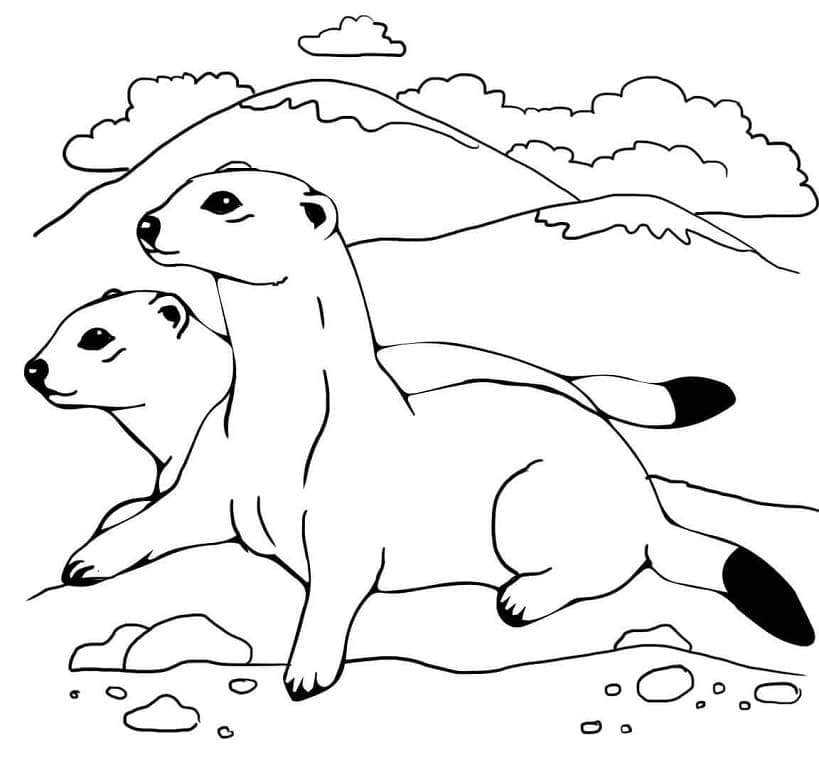 Dessin à colorier: Furet (Animaux) #205388 - Coloriages à Imprimer Gratuits
