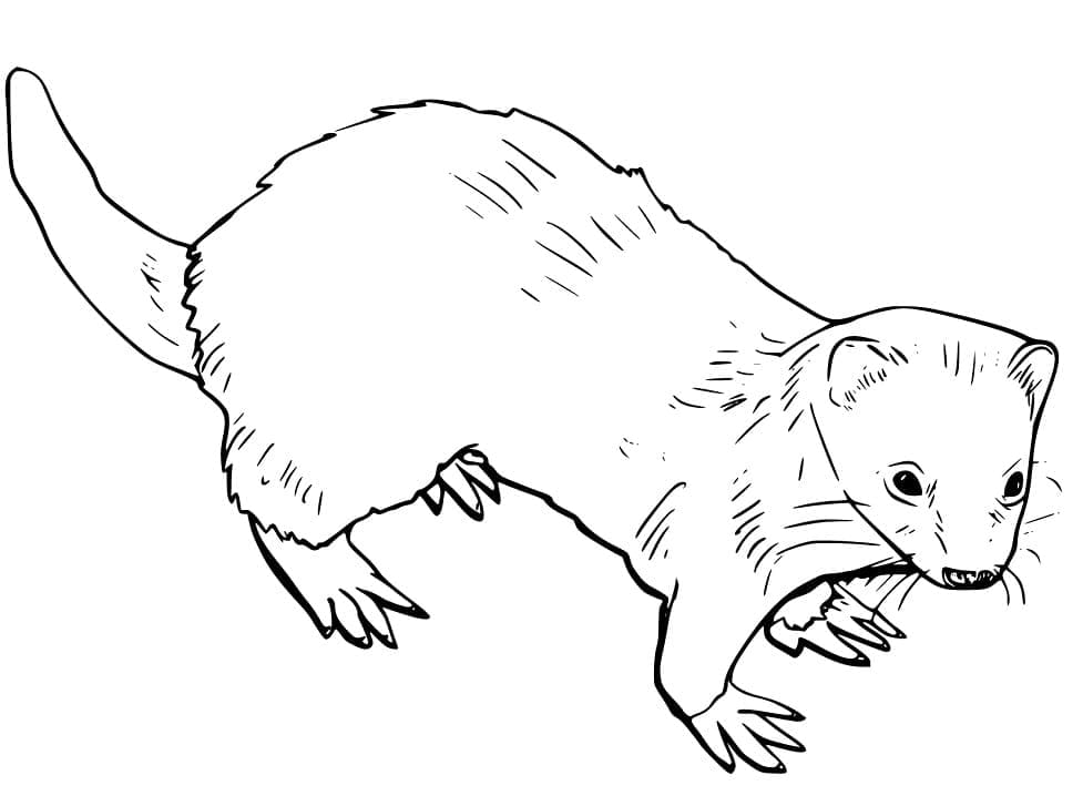 Dessin à colorier: Furet (Animaux) #205389 - Coloriages à Imprimer Gratuits