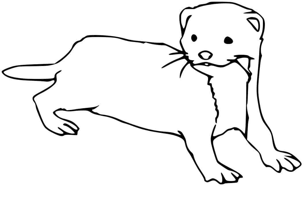 Dessin à colorier: Furet (Animaux) #205391 - Coloriages à Imprimer Gratuits