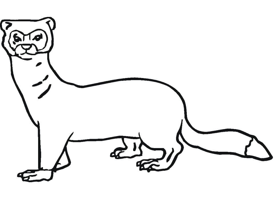 Dessin à colorier: Furet (Animaux) #205393 - Coloriages à Imprimer Gratuits