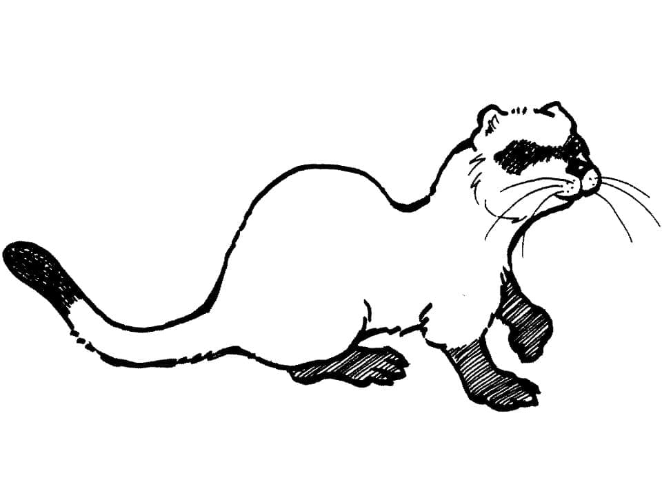 Dessin à colorier: Furet (Animaux) #205397 - Coloriages à Imprimer Gratuits