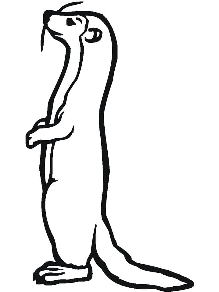 Dessin à colorier: Furet (Animaux) #205400 - Coloriages à Imprimer Gratuits