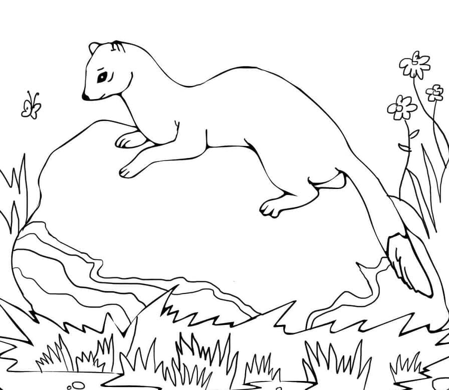 Dessin à colorier: Furet (Animaux) #205404 - Coloriages à Imprimer Gratuits