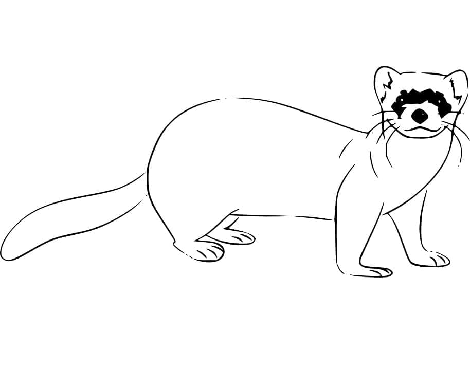 Dessin à colorier: Furet (Animaux) #205409 - Coloriages à Imprimer Gratuits