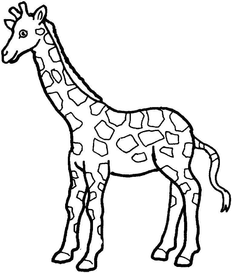 Illustration au trait Girafe #177582 de la collection Animaux à colorier gratuitement