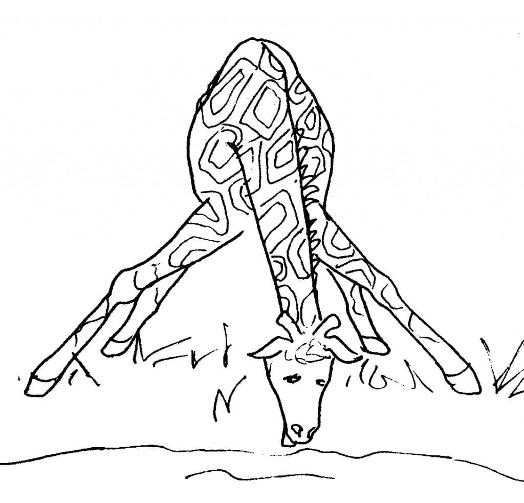 Coloriage gratuit Girafe #177587 de la collection Animaux à imprimer