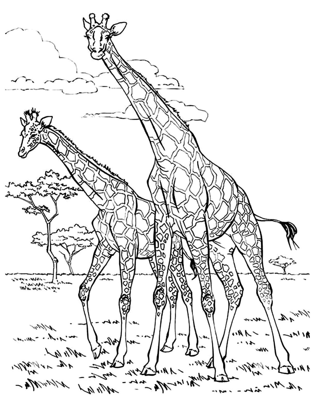 Dessin Girafe #177610 à colorier de la série Animaux, gratuit à télécharger et imprimer