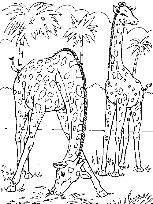 Dessin à colorier: Girafe (Animaux) #7277 - Coloriages à Imprimer Gratuits