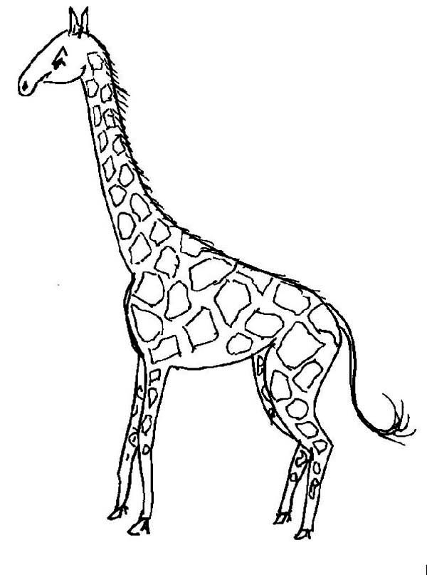 Dessin à colorier: Girafe (Animaux) #7323 - Coloriages à Imprimer Gratuits