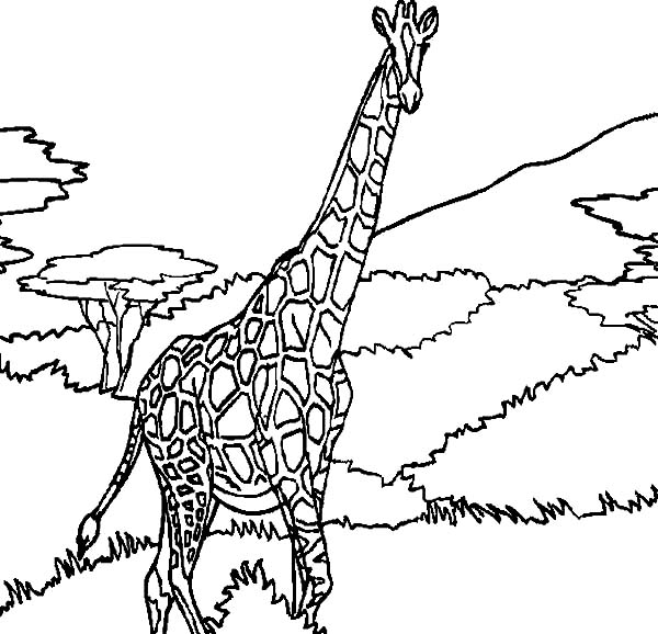 Dessin à colorier: Girafe (Animaux) #7330 - Coloriages à Imprimer Gratuits