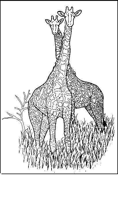 Dessin à colorier: Girafe (Animaux) #7365 - Coloriages à Imprimer Gratuits