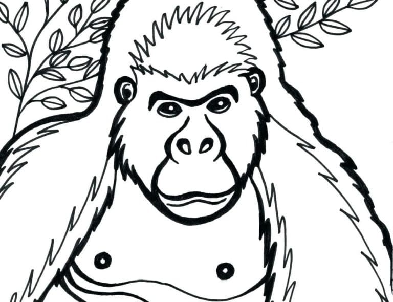 Illustration au trait Gorille #188938 de la collection Animaux à colorier gratuitement