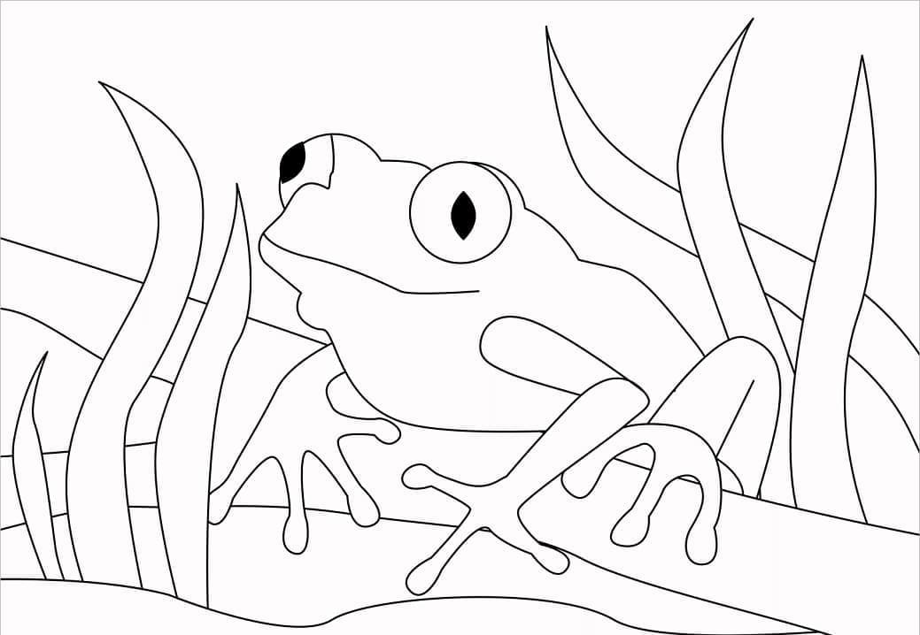 Coloriage à imprimer Grenouille #187323 de la série Animaux, gratuit pour enfants et adultes