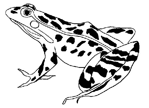 Dessin à colorier: Grenouille (Animaux) #7695 - Coloriages à Imprimer Gratuits