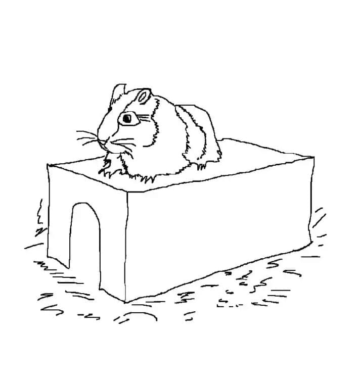 Page de coloriage Hamster #188839, collection Animaux, à imprimer et colorier