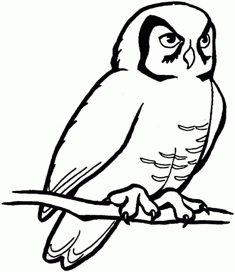 Coloriage gratuit Hibou #178818 de la collection Animaux à imprimer