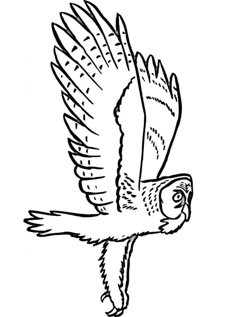 Joli coloriage Hibou #217043 de la collection Animaux, prêt à imprimer pour petits et grands
