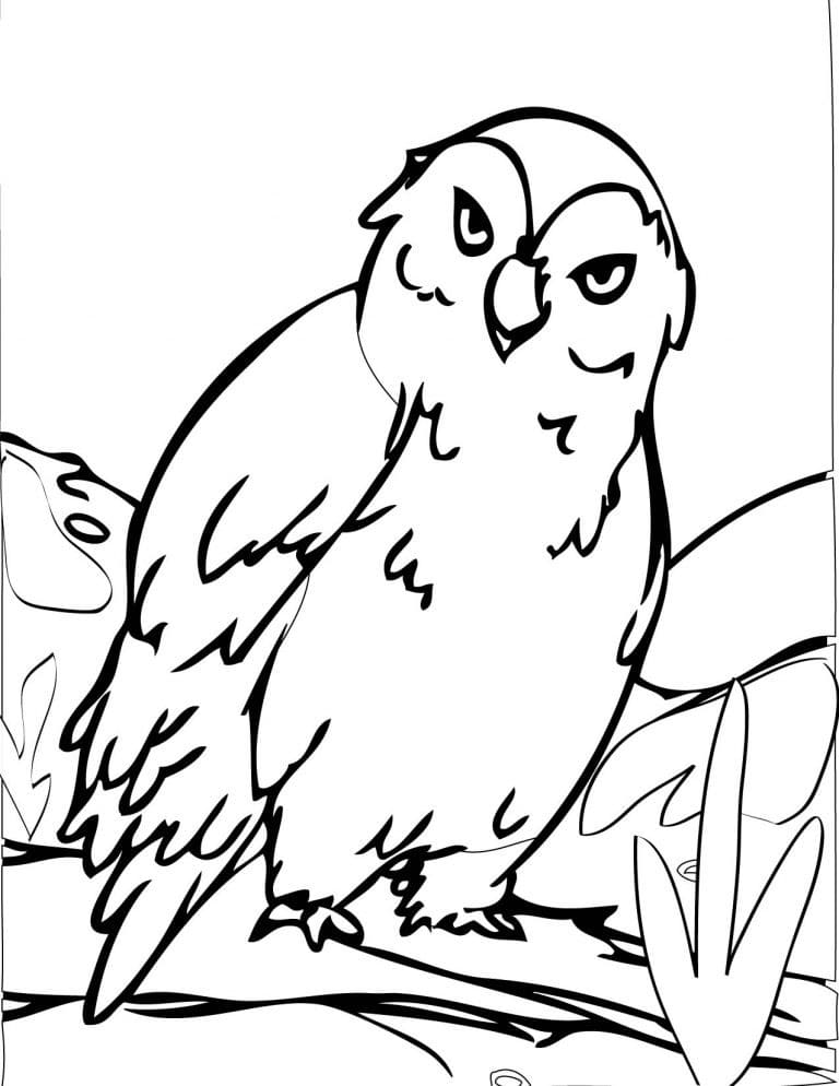 Coloriage imprimable Hibou #217046 de la collection Animaux à colorier aux crayons