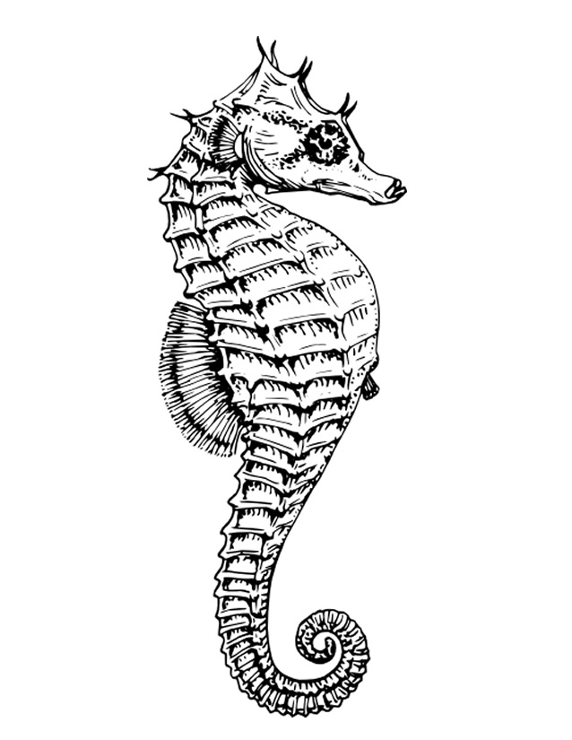 Dessin à colorier: Hippocampe (Animaux) #18599 - Coloriages à Imprimer Gratuits