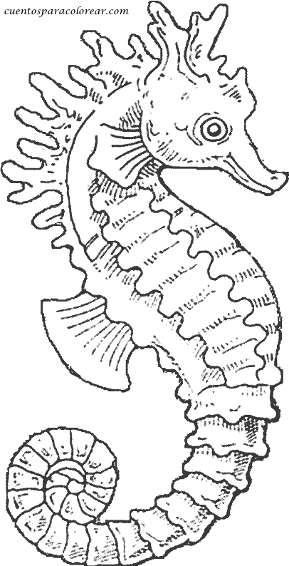 Dessin à colorier: Hippocampe (Animaux) #18611 - Coloriages à Imprimer Gratuits