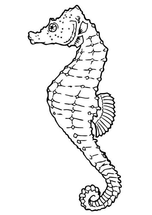 Dessin à colorier: Hippocampe (Animaux) #18615 - Coloriages à Imprimer Gratuits