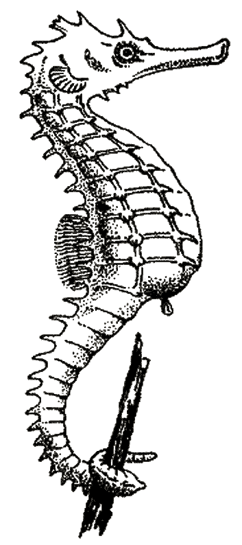 Dessin à colorier: Hippocampe (Animaux) #18631 - Coloriages à Imprimer Gratuits
