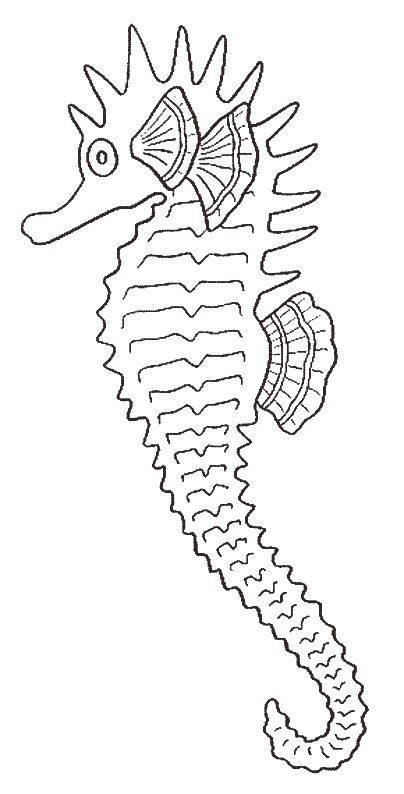 Dessin à colorier: Hippocampe (Animaux) #18648 - Coloriages à Imprimer Gratuits