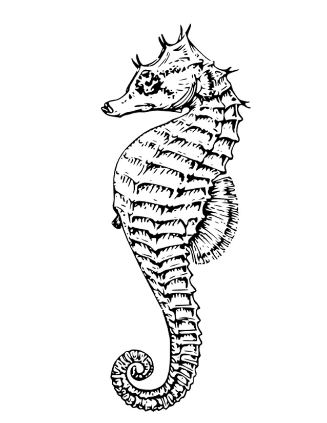 Dessin à colorier: Hippocampe (Animaux) #18660 - Coloriages à Imprimer Gratuits