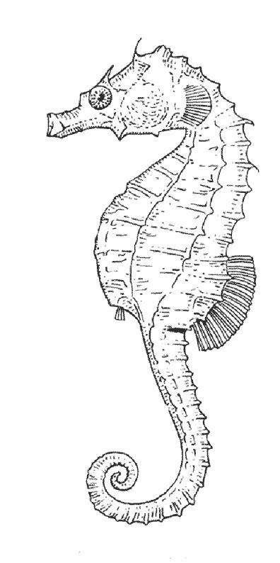 Dessin à colorier: Hippocampe (Animaux) #18672 - Coloriages à Imprimer Gratuits