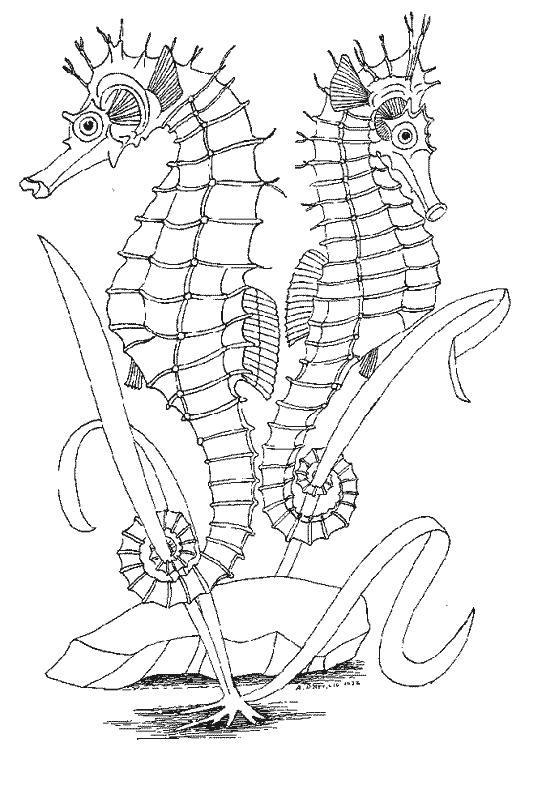 Dessin à colorier: Hippocampe (Animaux) #18680 - Coloriages à Imprimer Gratuits