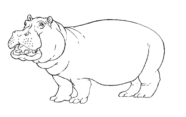 Dessin à colorier: Hippopotame (Animaux) #8614 - Coloriages à Imprimer Gratuits