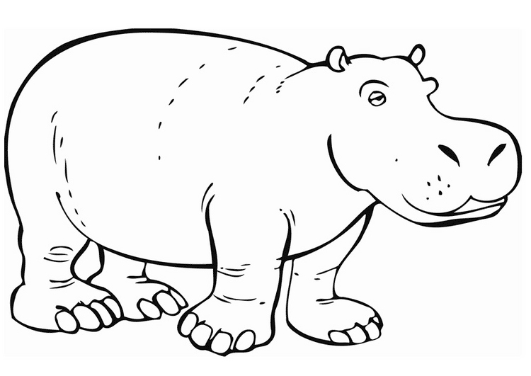 Dessin à colorier: Hippopotame (Animaux) #8641 - Coloriages à Imprimer Gratuits