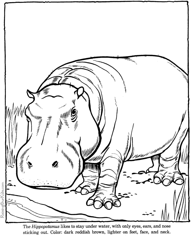 Dessin à colorier: Hippopotame (Animaux) #8656 - Coloriages à Imprimer Gratuits