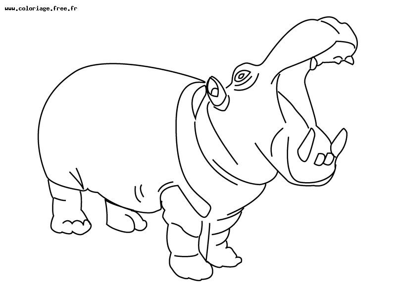 Dessin à colorier: Hippopotame (Animaux) #8663 - Coloriages à Imprimer Gratuits